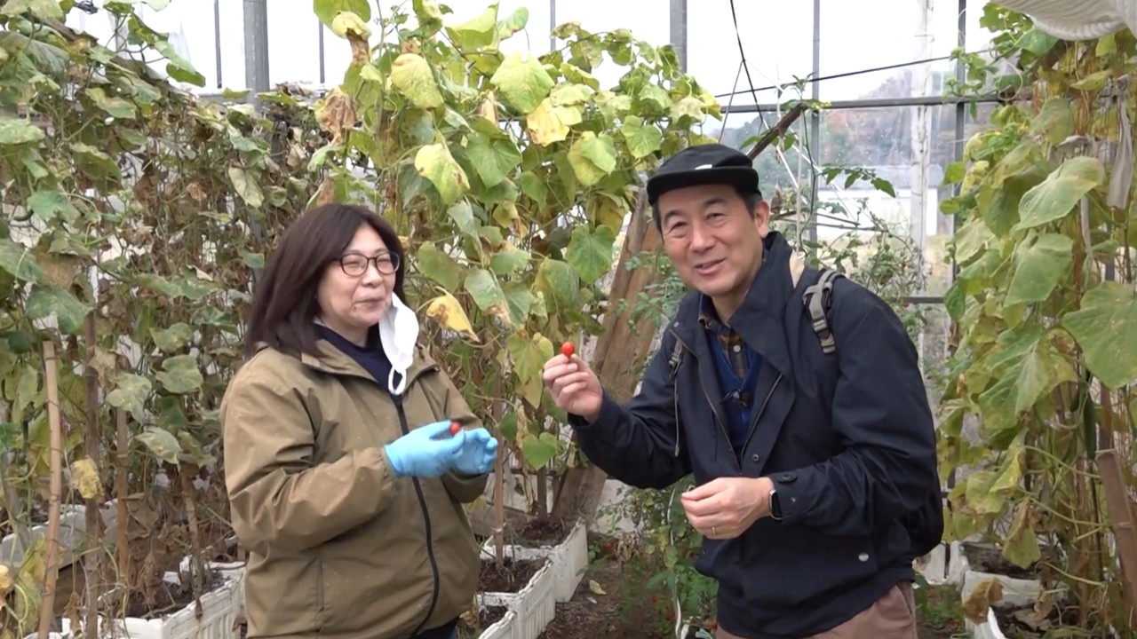 今が旬、冬のミニトマトを試食して感じたこと